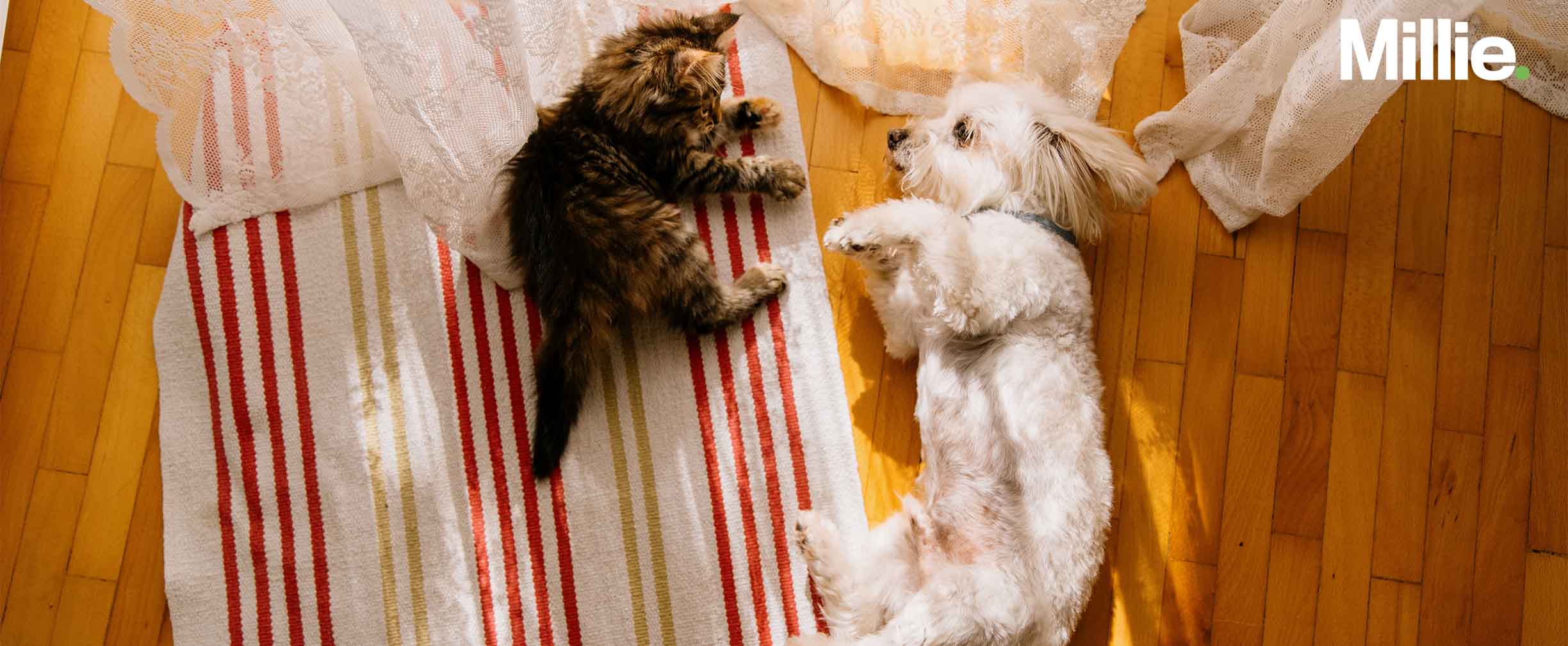 A bird’s eye view of a cat and a dog lying next to each other on a rug on a wooden floor.