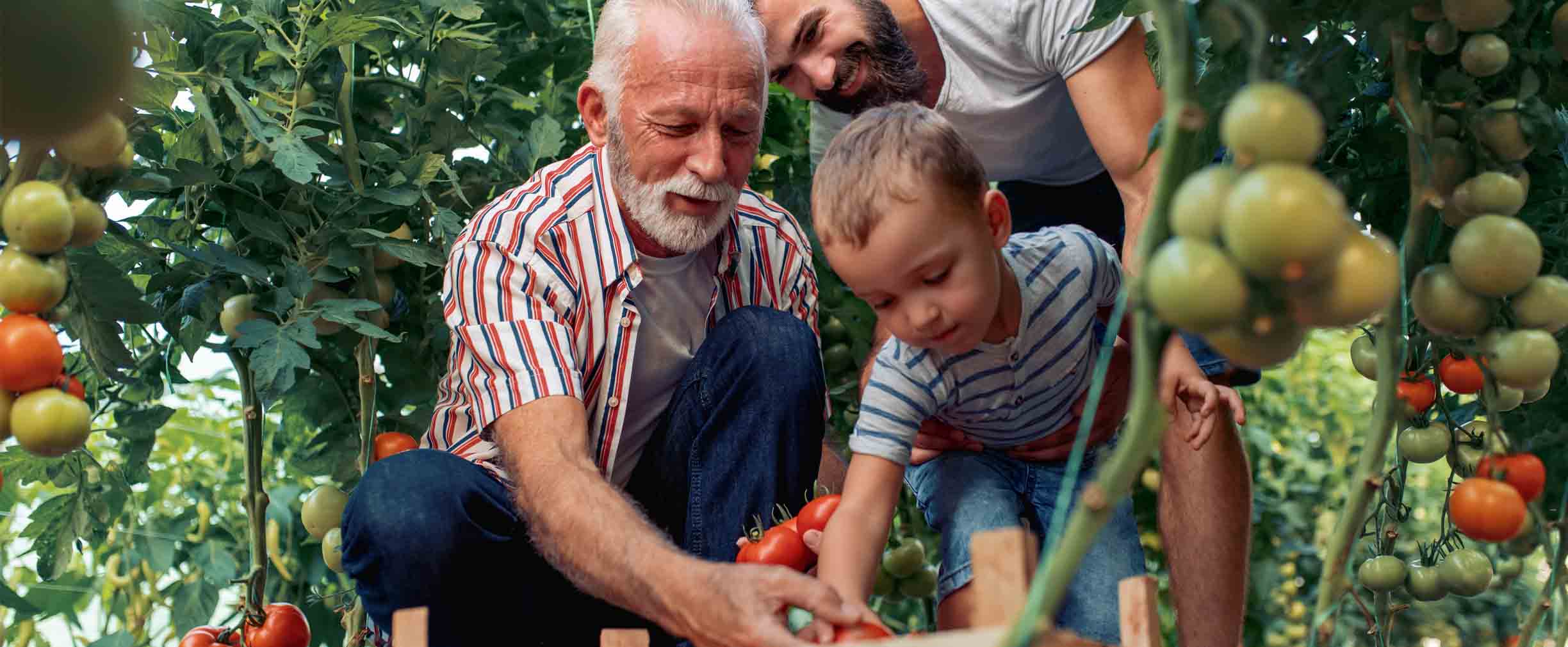 farmers picking crops